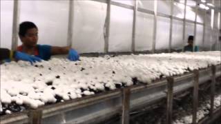 Champignion (Mushroom Farm Work)