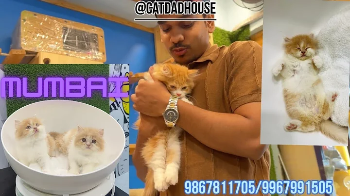 Watch the video about Cute & Rare Persian Kittens Playing | Healthy Exotic Pets Collection | Must Watch #persiancat #pets