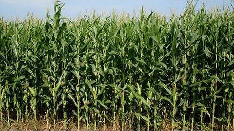 Plant Pathogen Tailors Attacks Genetically