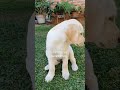 I want to ask YOU something....(If puppies could talk)... #labradorretriever #puppy #shorts