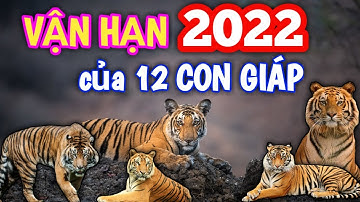 Vận Hạn năm 2022 của 12 Con Giáp #short #congiap #dần #tý #hợi #mùi #ngọ #thân #dậu #tuất #sửu #mão