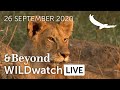WILDwatch Live | 26 September 2020 | Afternoon Safari | Africa