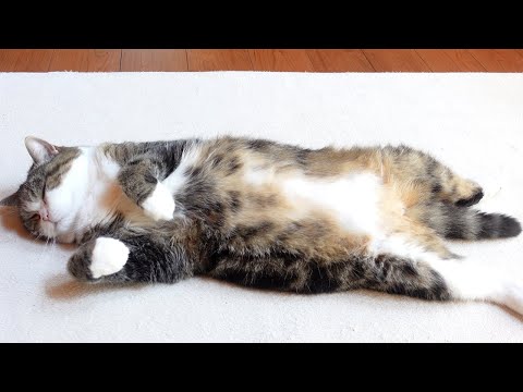 暑い日のぐうたらなねこ。-Lazy Maru on the hot day.-