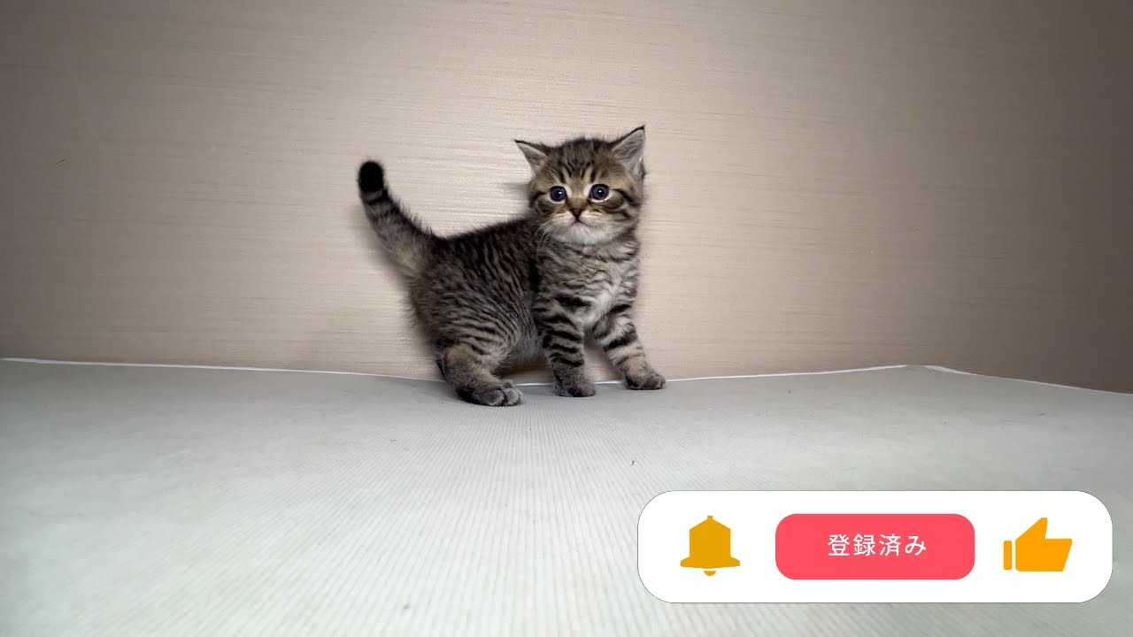 スコティッシュフォールド(1/24生) | 子猫一覧 | 茨城県でブリーダー