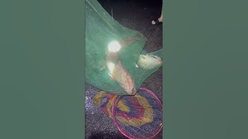 Mưa bão lụt kéo vó được con cá trê 15kg #tintuc #fishing #snake #amazing #shorts_ #nest #animals