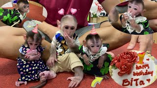 Baby Monkey Xuka And Ema Put On Their Best Clothes To Attend Monkey Bitas Birthday Party