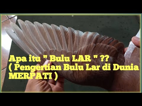 Video: Apa yang dimaksud dengan doro?