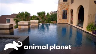 Piscinas fastuosas, con mucha capacidad de agua y que son un espectáculo | Piscinas Soñadas by Animal Planet Latinoamérica 1,436 views 2 weeks ago 7 minutes