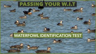 Waterfowl Identification Test (WIT) Explained | Prepare for Your Own WIT with Christian