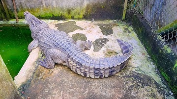 Thay nước và cho cá sấu ăn, thăm lại rùa và gặp bạn mới, chuyện cá sấu xổng chuồng