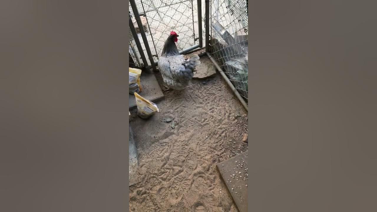 Quikrete All Purpose Sand for our Pet Chickens! YouTube