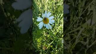 Целитель Природа # целитель#природа#новое