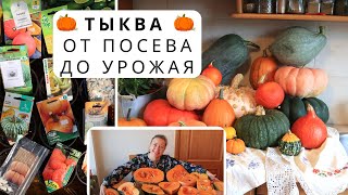 Тыква от посева до сбора урожая / Тыква без ухода