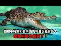 這些動物小時候和長大後的叫聲反差有多大？鱷魚叫聲太搞笑了！#三味書屋