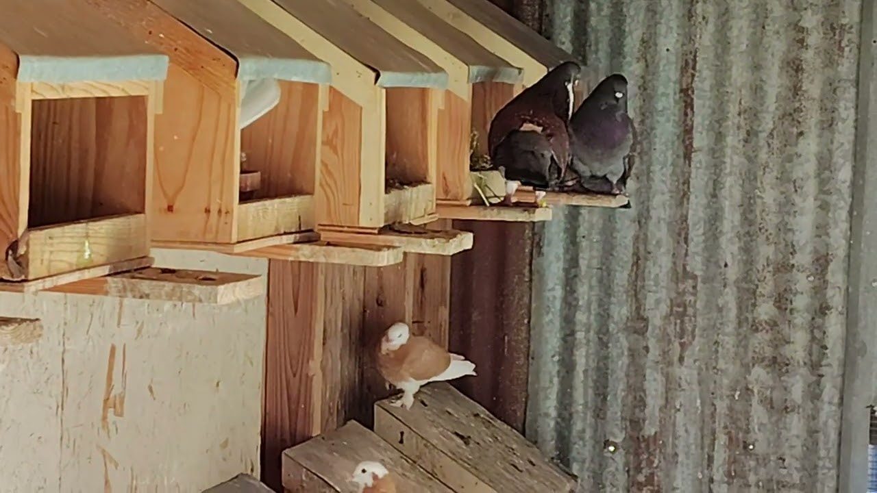 Pigeon building nest. 