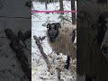 Alaskan sheep update alaskan alaska sheep farm offgrid offgridliving offgridfarm