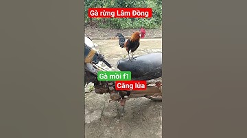 gà mồi f1. thỉnh thoảng gáy 2 giọng #garung