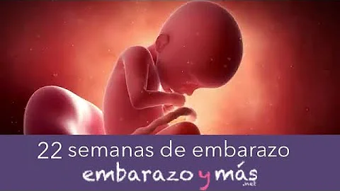 Como é um feto de 22 semanas?