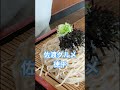 【佐渡グルメ】#新潟県#佐渡市#さどがしま#飲食店#そば#丼物#グルメ #蕎麦屋#手打ち#不揃い#短い