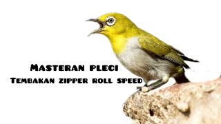 Satu jam masteran pleci|tembakan zipper roll speed