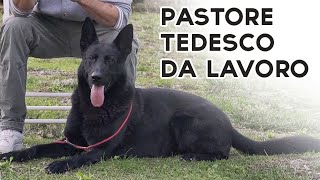 PASTORE TEDESCO DA LAVORO