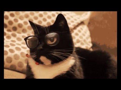 funny-cats-gifs