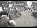 Woman getting kicked by horse jukin media verified original