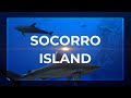 SOCORRO Diving - Isla REVILLAGIGEDO | Tiger shark, Dolphins, Manta Ray, Sharks | Dive Best of Dec19