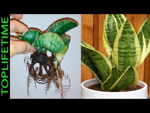 Video: Sansevieria Mother-In-Law Tongue Weeds: Cómo controlar la planta de la lengua de la suegra