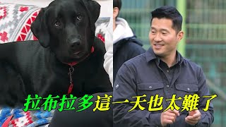 拉布拉多訓練被鴿子攪局訓犬師落井下石教主人如何欺負它毛孩子這一天太難了