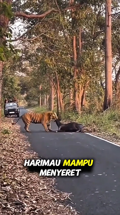 Kekuatan Harimau yang Mengejutkan! Bisa Seret Mangsa Ratusan Kilo