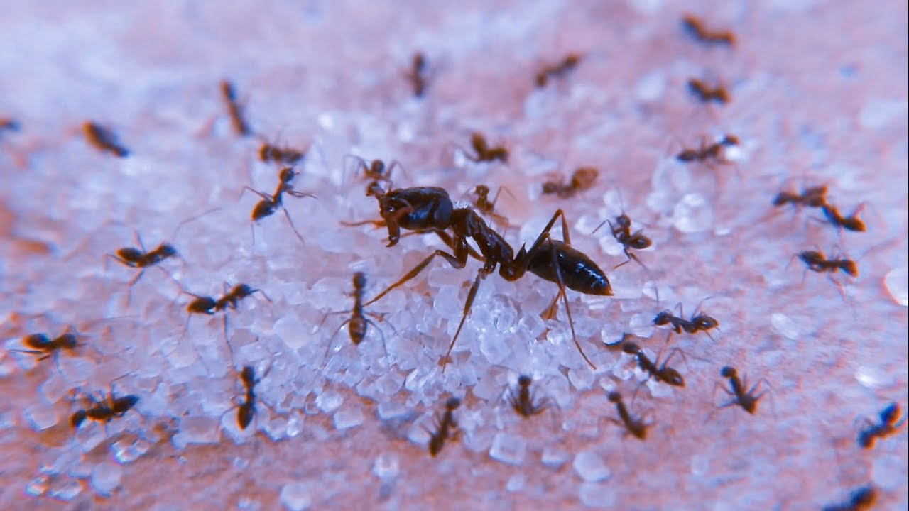 Small black ants vs big black ant, Technomyrmex albipes vs Camponotus