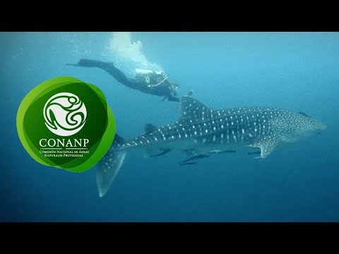Tiburón Ballena, el pez más grande del mundo