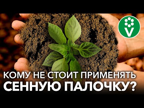 СЕННАЯ ПАЛОЧКА - ПАНАЦЕЯ ОТ ВСЕХ ОГОРОДНЫХ БЕД ИЛИ ЗАГОВОР МАРКЕТОЛОГОВ? Разбираемся с микробиологом