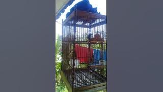 Cigun beren  isian mantap untuk master