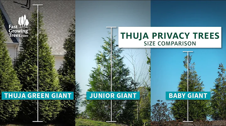 Thuja Giant Arborvitae Tree Height - Fast Growing Size Comparison