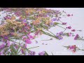 saji - 「スターチス」MUSIC VIDEO メイキング