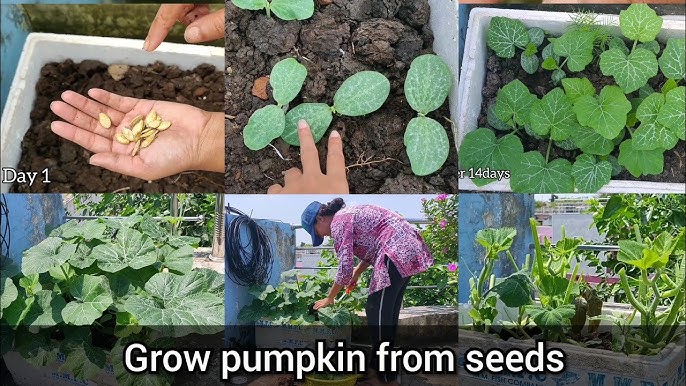 Complete Guide To Growing Pumpkin Plants 2024