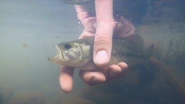 A day in the life of Biohabitats: biological monitoring