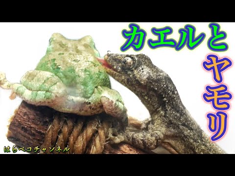 Coexisting Frog and Gecko (Right After Cleaning the Tank) - YouTube