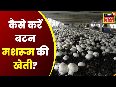 Button Mushroom Cultivation। जानिए बटन मशरुम उत्पादन