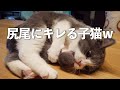 自分の尻尾にブチギレている子猫が可愛い（笑）