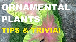 ORNAMENTAL PLANTS | GARDEN PLANTS | GARDENING PHILIPPINES