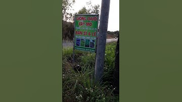 Mùa chuối lại đến, tham quan vườn chuối giống ,chuối cấy mô ,để mua giống