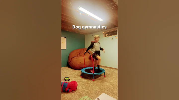 Dog gymnastics flips