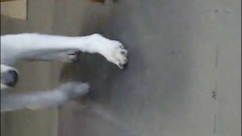 Max forelimb angular deformity