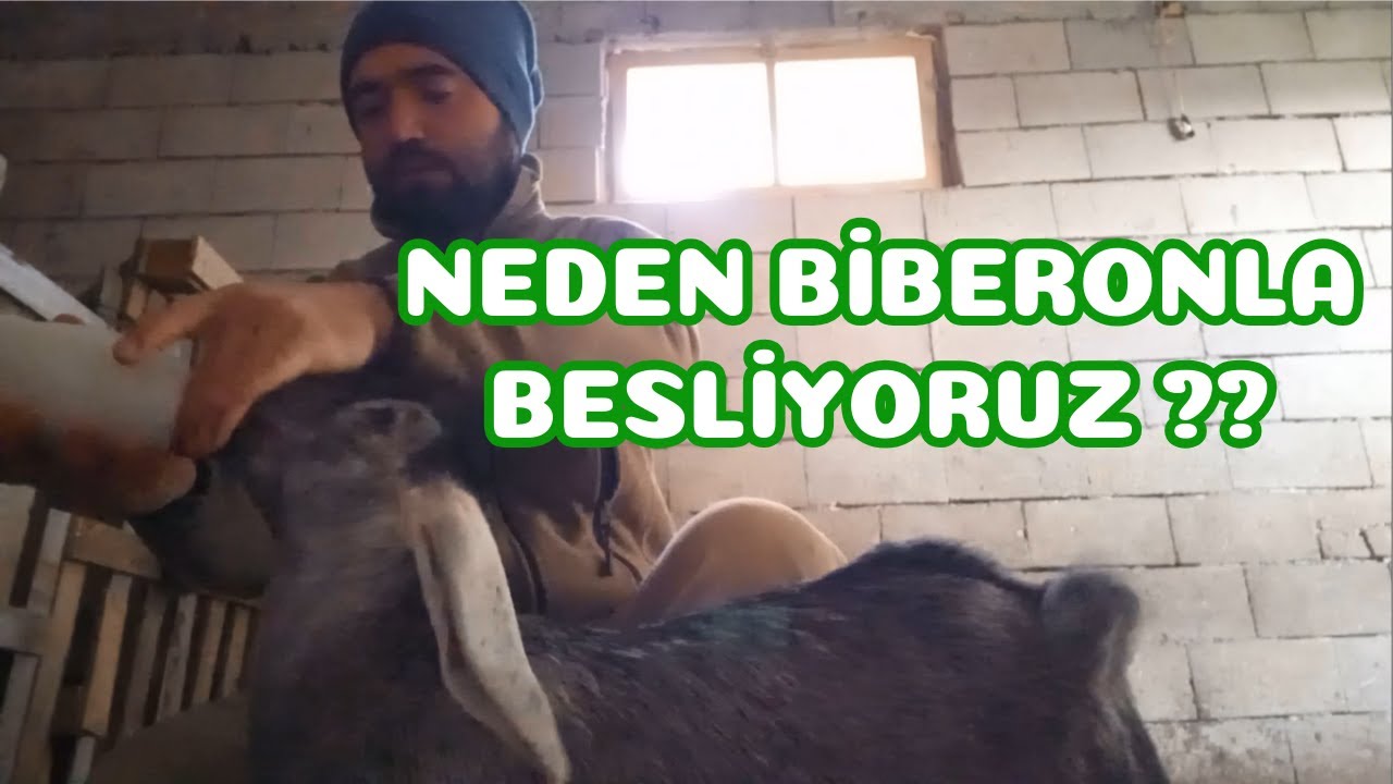BİBERONLA YAVRU BESLEME NASIL YAPILIR ? Oğlaklarımızı Neden Biberon İle Besliyoruz