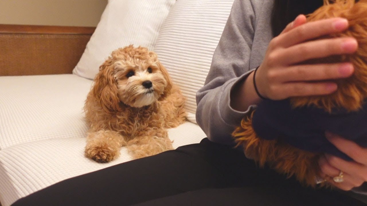 When the Nicest Dog Gets Jealous of Stuffed Animal Toy YouTube