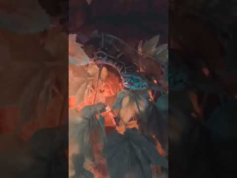 شفنا تريد تنفخ علينا
