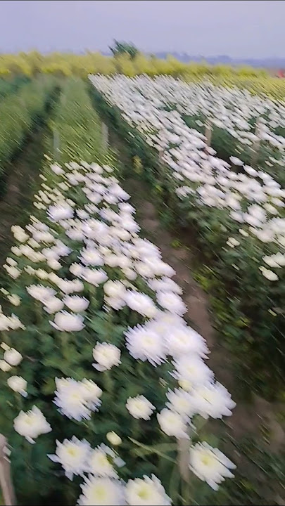 Dekko Dekho sham diwani#dance #trending